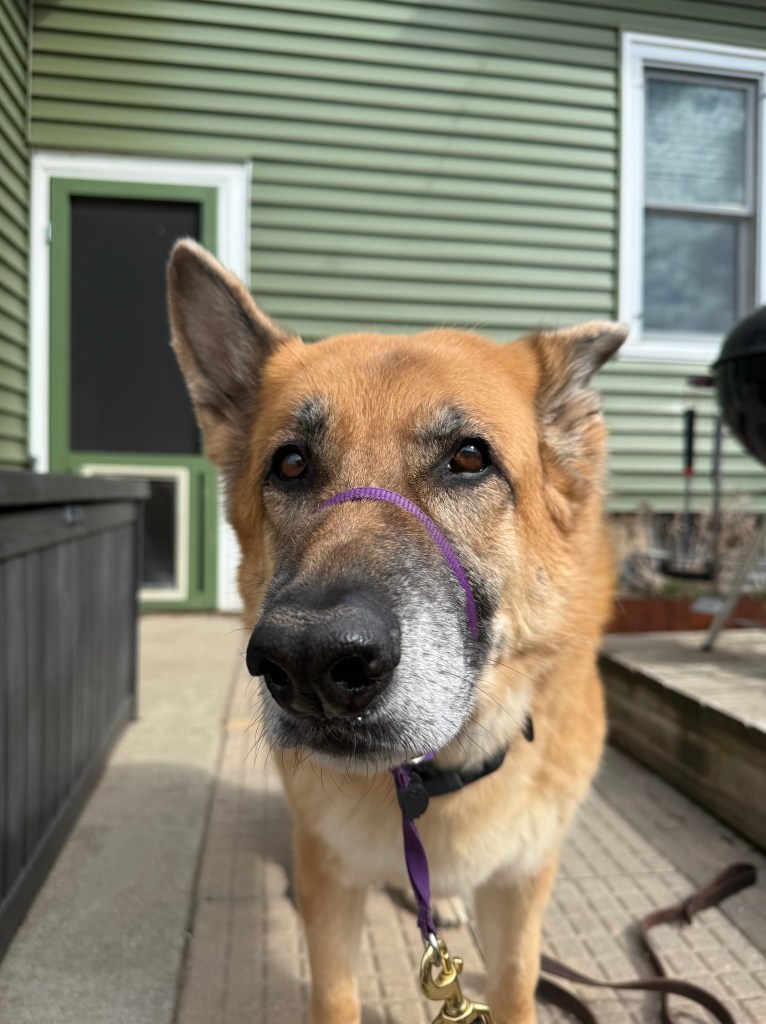 dog with gentle leader collar